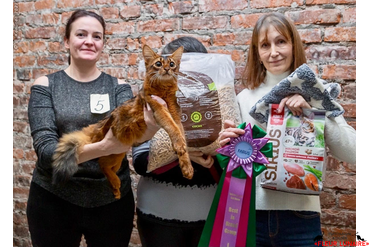 Исида на международной выставке кошек малого формата "Осеннее котошоу"