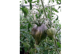 Мятежный звездный истребитель основной с носиком