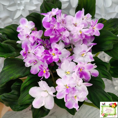 LV-Кирюша (Л. Шевелева) 2022 г. трейлер (клакамас)