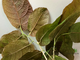 Ficus aspera cannonii / Фикус Аспера Канони