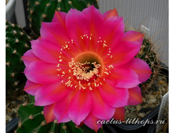 КАКТУСЫ  семена (Cactus seeds)