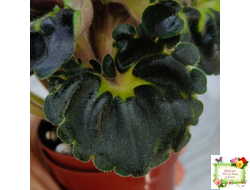 LV-Ланселот (Л. Шевелева) 2025 г. (клакамасный гёрл с кроновой пестролистностью)