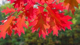Дуб красный (Quercus rubra)(40-60/3л)