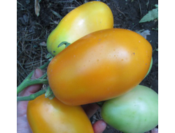 Томат Стаканы оранжевые минусинские