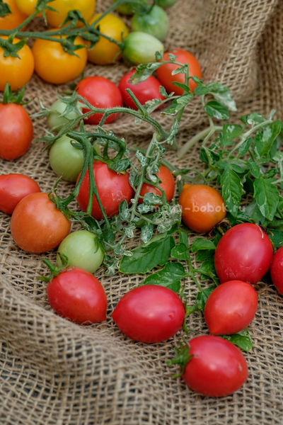 Томат Морозный водопад - Шимофури (Shimofuri), 10 шт