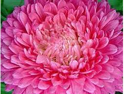 ПИОНОВИДНАЯ РОЗОВАЯ   БАШНЯ 4ШТ