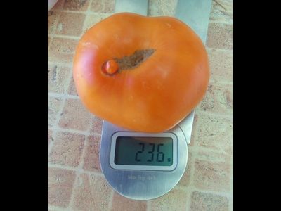 Томат Мясной завтрак (Meat Breakfast)