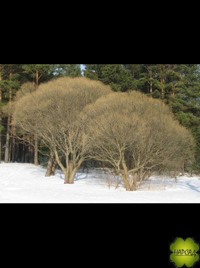 ИВА ЛОМКАЯ БУЛАТА