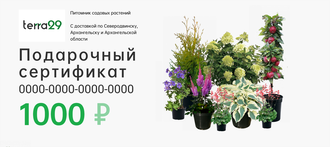 Подарочный сертификат на сумму 1000 рублей