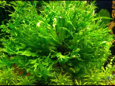 Папоротник тайландский Windelov (меристемный) Сингапур