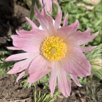 Pulsatilla  Папагено нежно-розовый