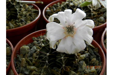 Gymnocalycium friedrichii v. albiflorum WO 83 