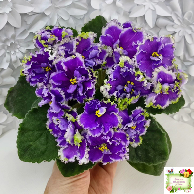 НД-Цветок Сирени (Н.Данилова-Суворова) 2022 г.