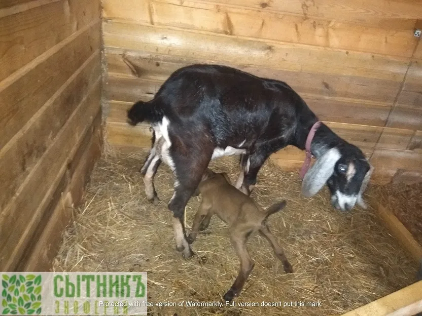 Однодневный нубийский козленок хочет кушать