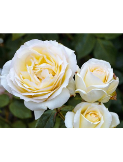 Роза флорибунда "Чайковский"