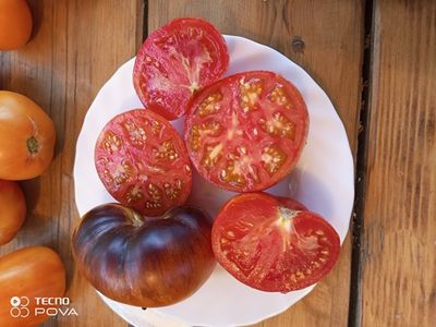 Томат Озарк закат (Ozark sunset), Германия