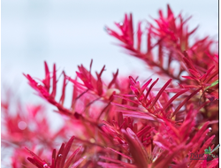 Ротала HRA Вьетнам (пучок)