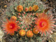 Ferocactus wislizenii ZJ 896a - 5 семян