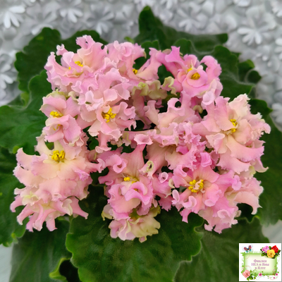 АВ-Златые Горы (Фиалковод) 2021 г.