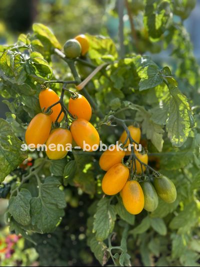 Томат Golden Pear Drop (Ампельная Золотая Груша), 10 шт