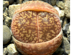 Lithops aucampiae Soetmelksvlei (MG-1541.994)