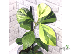 Ficus Diversifolia var.  Watermelon / фикус дельтовидный Арбуз