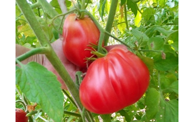 Томат Бычье сердце Ревьера