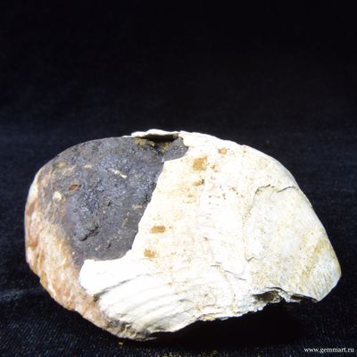 Керченит, барит на псиломелане, в полости ракушки. 86*57*43мм.