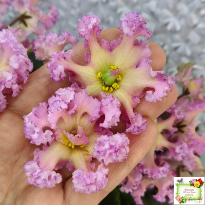 РМ-Оранжевое Лето (Н. Скорнякова) 2022 г.