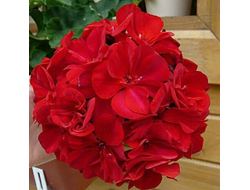 П152 Пеларгония Dolce Vita Red Mylena укорененный черенок