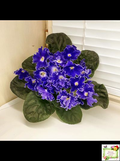 DS-Сияющий Колокольчик (Dimetris) 2014 г. (лист посажен 27.10.25)