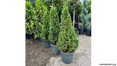 Ель канадская Conica - фото в питомнике - красовский-сад.рф