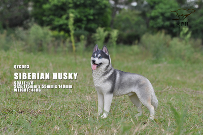 Сибирская хаски (серая) - Коллекционная ФИГУРКА 1/6 scale Husky (QYC003D) - QuanYingCun