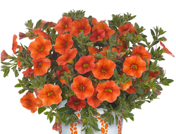 Калибрахоа гибридная Aloha Kona Orange, p9