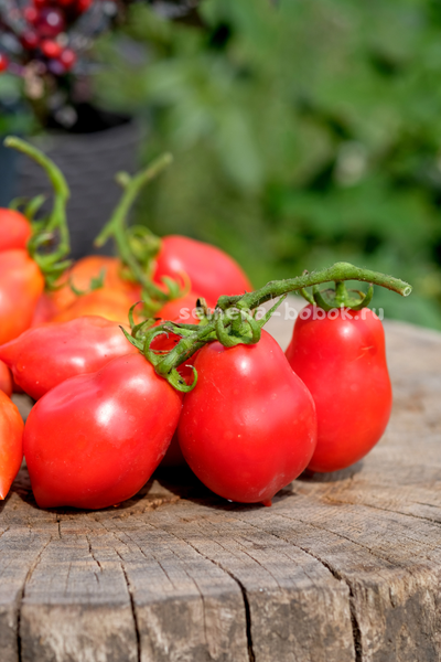 Томат Краса Кургана, 10 шт