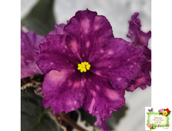 ВаТ-Калейдоскоп (Т. Валькова) 2015 г.