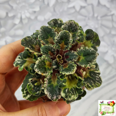 Heavenly Girl (Хевенли Гел), H.Pittman (пестролистный гёрл)