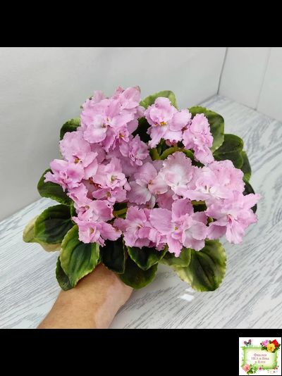 РС-Утренний Пляж (С. Репкина) 2020 г. (клакамас с кроновой пестролистностью)