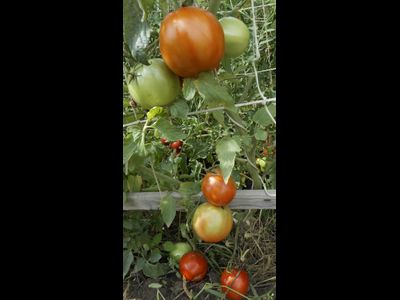 Томат Минусинские яблочные