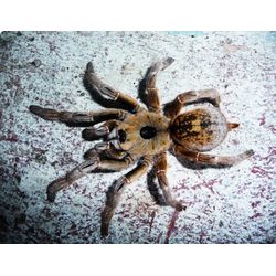 Ceratogyrus brachycephalus