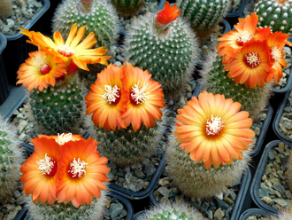 Parodia microsperma VG-1346  (D=30-35мм)