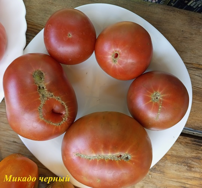 Томат Микадо черный