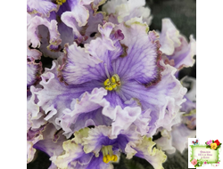 Leo-Древній Львів (Иваницкий)