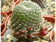 Aylostera heliosa v.condorensis SE 81 (H=40, D=20мм)