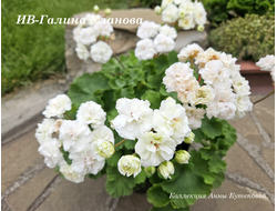 Пеларгония Галина Уланова фото