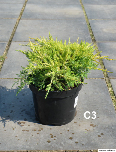 Можжевельник Даубс Фростед - Daub`s Frosted