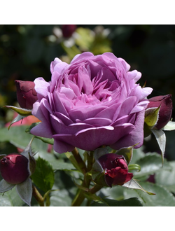 Тэльма (Thelma)