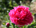 Paeonia Rose Heart