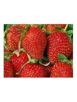 Клубника "Априка"