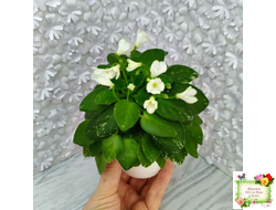 Н-Каламбур (Н. Бердикова) 2016 трейлер